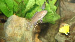 Besatz im Aquarium 112l Aufzuchtsaquarium