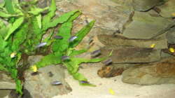 Besatz im Aquarium 112l Aufzuchtsaquarium