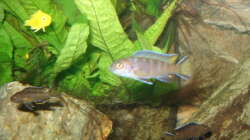 Besatz im Aquarium 112l Aufzuchtsaquarium