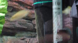 Technik im Aquarium 112l Aufzuchtsaquarium