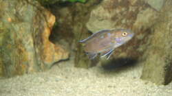 Besatz im Aquarium 112l Aufzuchtsaquarium