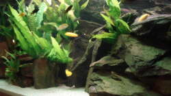 Aquarium 112l Aufzuchtsaquarium