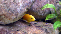 Labidochromis caeruleus, 08.03.09