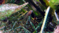 Elongatus Nachwuchs, 17.01.09