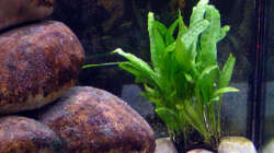 Javafarn (Microsorium Pteropus)