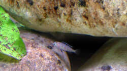 Elongatus Nachwuchs, 08.03.09