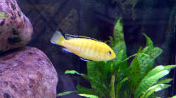 Labidochromis caeruleus, 08.03.09