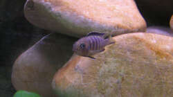 Pseudotropheus sp. Elongatus Mpanga, w