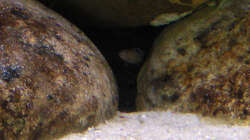 Elongatus Nachwuchs beim Sandkauen! , 08.03.09