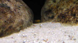 Yellow Nachwuchs, 08.03.09