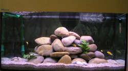 10.08.08 mit 4 yellows Besatz