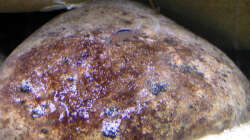 Elongatus Nachwuchs, 08.03.09