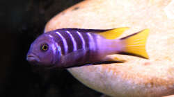 Pseudotropheus sp. Elongatus Mpanga, m 26.09.08