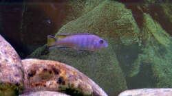 Pseudotropheus sp. Elongatus Mpanga, w 08.03.09