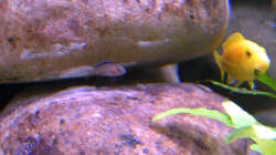 Elongatus Nachwuchs, 08.03.09