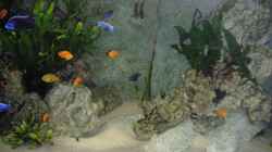 Dekoration im Aquarium Becken 9459