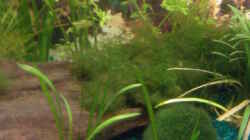 Pflanzen im Aquarium Becken 9476