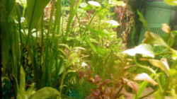 Pflanzen im Aquarium Becken 9476