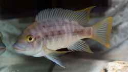 Petrochromis sp. Mtoto Yellow