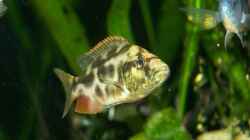 Nimbochromis  livingstoni 