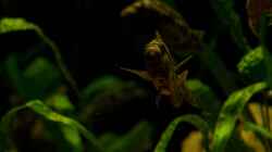 Nimbochromis  livingstoni 