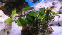 Pflanzen im Aquarium Becken 959
