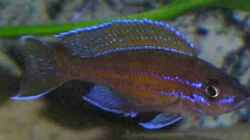 Cyprichromis Nigripinnis Neon
