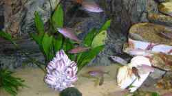 Dekoration im Aquarium Becken 964