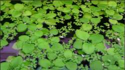 Kleiner Froschbiss mit  Wasserlinsen