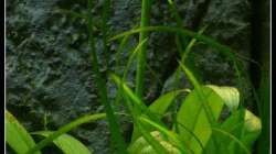 Spiranthes odorata Blütenstängel