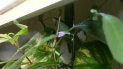 Hygrophila stricta Tailand mit Blüten