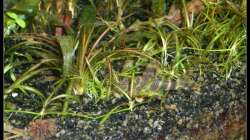 Besatz im Aquarium Mein Großes