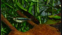 Besatz im Aquarium Mein Großes