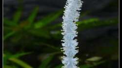 Aponogeton crispus - Blüte