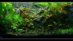 Aquarium Mein Großes