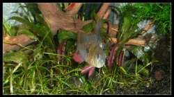 ´Schau, wie toll ich bin!´