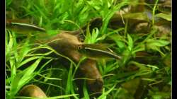 Besatz im Aquarium Mein Großes