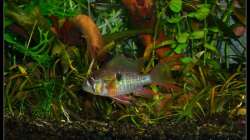 Besatz im Aquarium Mein Großes