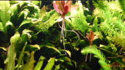 Pflanzen im Aquarium Becken 9749 (nur noch als Beispiel)