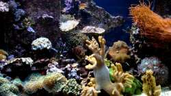 Aquarium Becken 9800