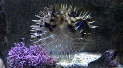 seit 23.8.08 nicht mehr im Besatz (abgegeben)