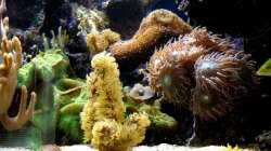 Aquarium Becken 9800