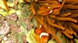 Amphiprion ocellaris - Falscher Clown - Anemonenfisch