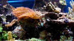 Aquarium Becken 9800