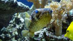 Diodon holocanthus - Langstachel-Igelfish(abgegeben)