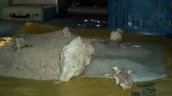 Dekoration im Aquarium Becken 9800