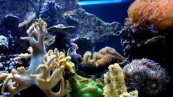 Aquarium Becken 9800