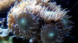 Duncanopsammia axifuga - Bartkoralle