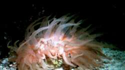 Rhizotrochus typus - Tiefwasserkoralle