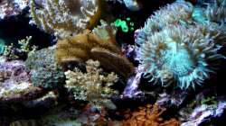 Aquarium Becken 9800